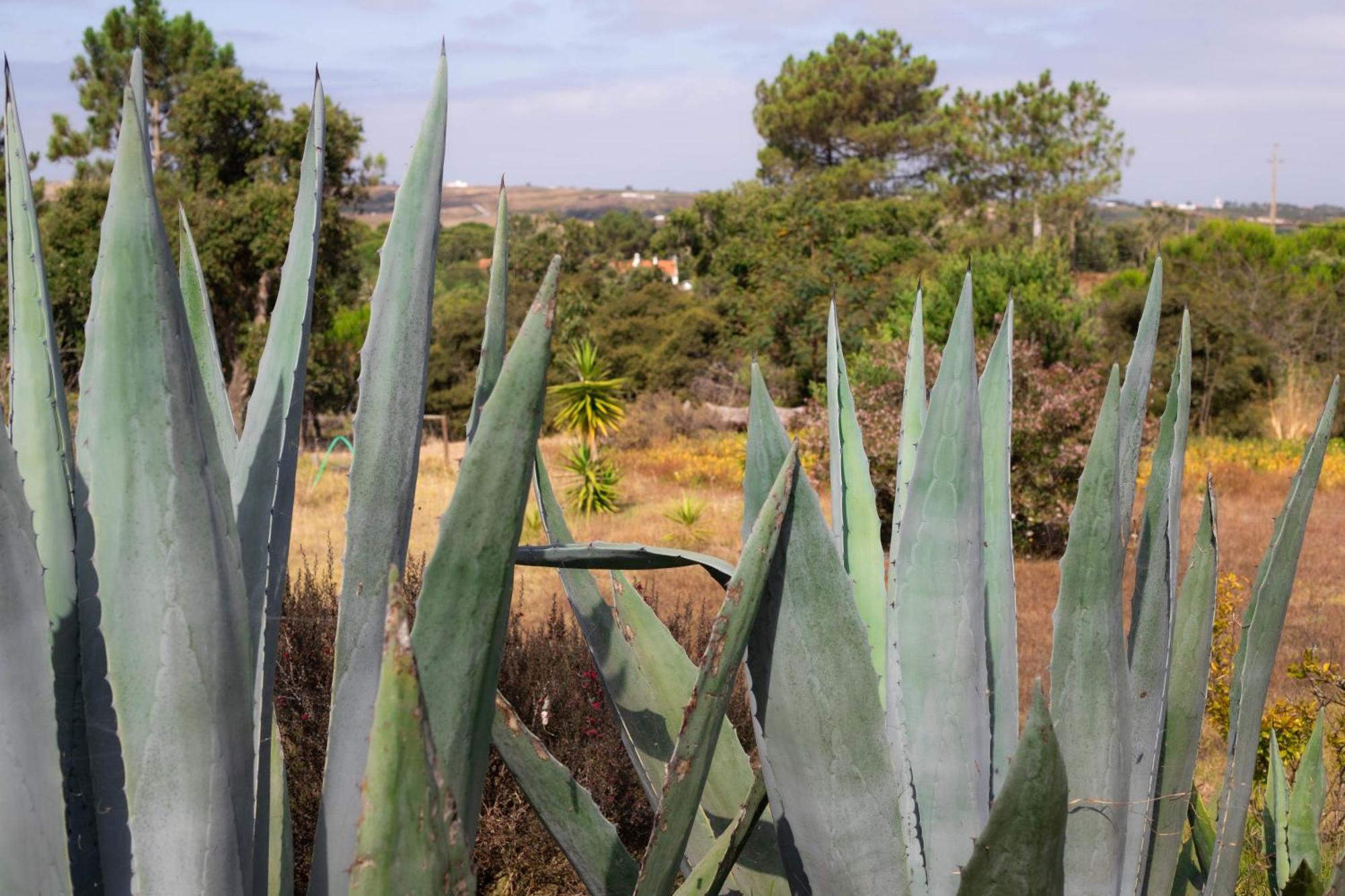 Monte Da Urze Aljezur - Agroturismo Exterior photo